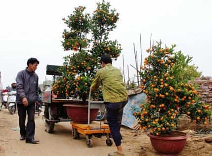 Xe Nâng Mặt Bàn Nâng Cây Kiểng